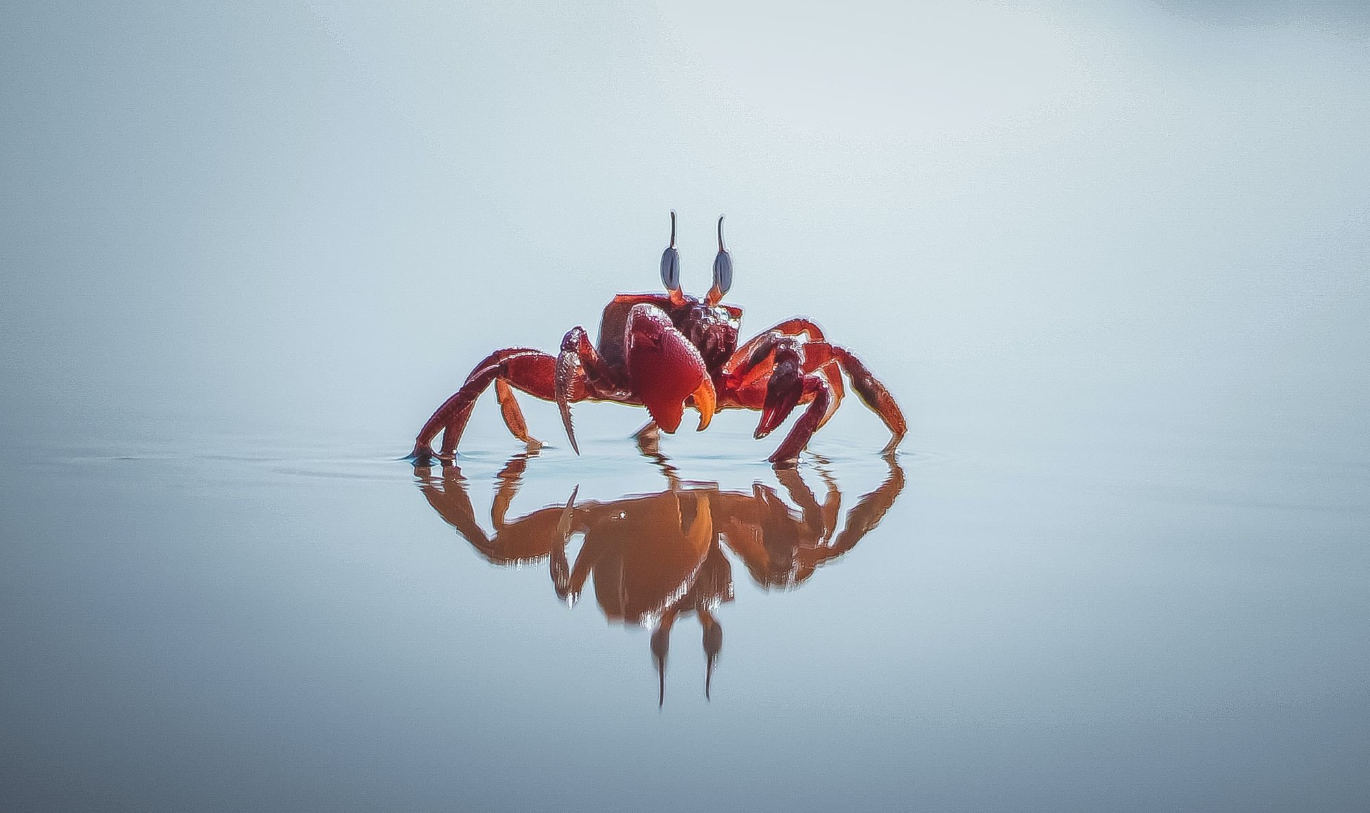 The Chesapeake’s Cornucopia